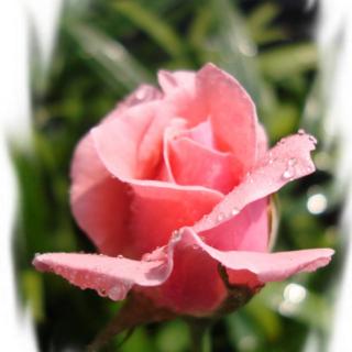 [情感日记]送你一朵玫瑰花