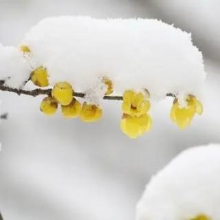 小雪（外一首）