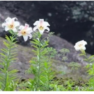 合诵《心田上的百合花》作者林清玄，朗诵竹海