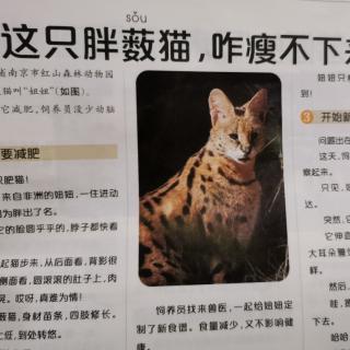 阳光少年报播报《胖薮猫咋瘦不下来》