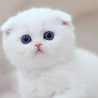 小白猫梦游记