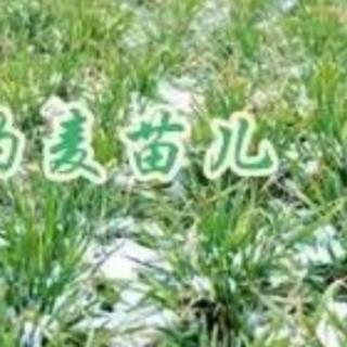 《雪的拥抱》作者如意草