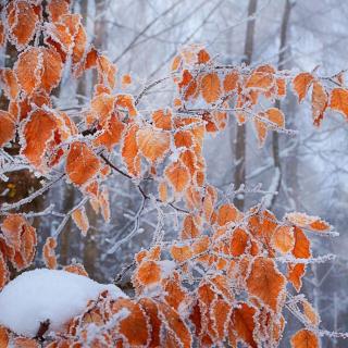 雪之歌