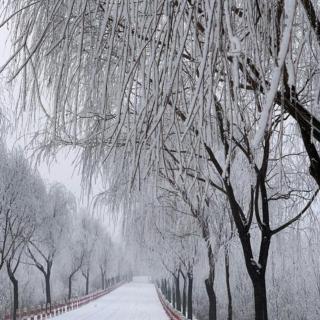 《第一场雪》峻青，朗诵：花亦若兰