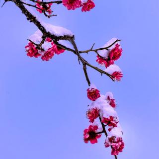 《七绝•梅乃春使》文 浩洋 诵 雪花飘飘