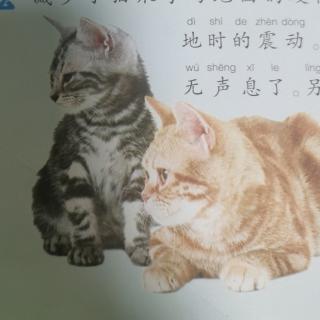 猫走路为什么没有声音？