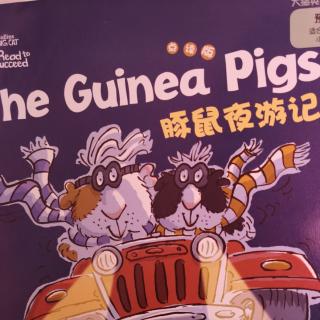 预备级1 The guinea pigs