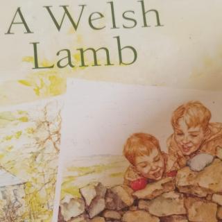 A Welsh lamb