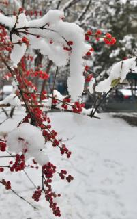 《第一场雪》作者 峻青