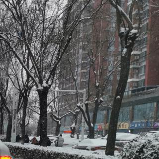 《七律•初宵雪细观街景》文 浩洋