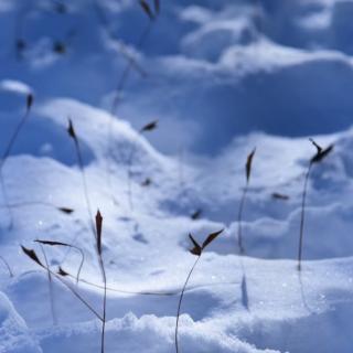 雪夜    莫泊桑