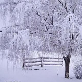 第一场雪-峻青