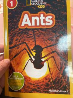 17 lucas 0102 ant full book