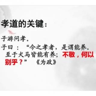 《论语》23——子游问孝