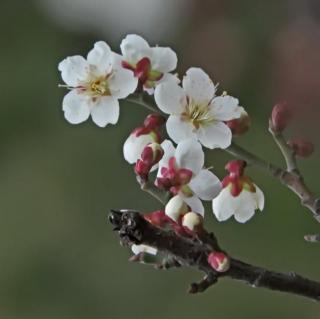 【海天同学读诗词】梅花（北宋 王安石）