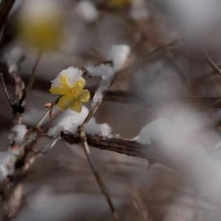 雪夜     莫泊桑