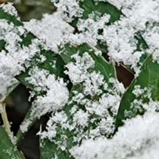 雪落下的声音