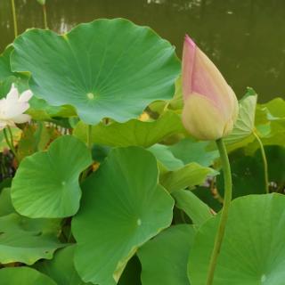 《雨荷》张晓风