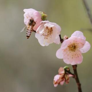 小寒探梅--邱方