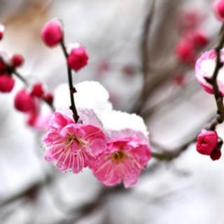 《七绝•寒香引雪  素妃如意》文 浩洋 诵 雪花飘飘