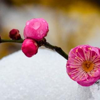 雪梅   姜文/ 诗  梅花/朗读