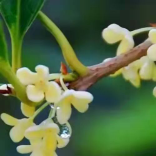 师生朗诵作品《桂花雨》