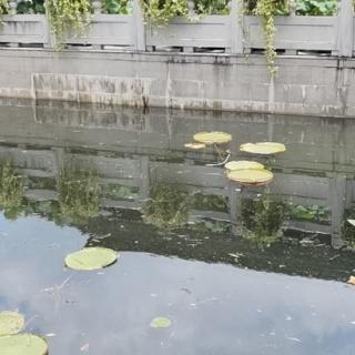 浪淘沙  帘外雨潺潺