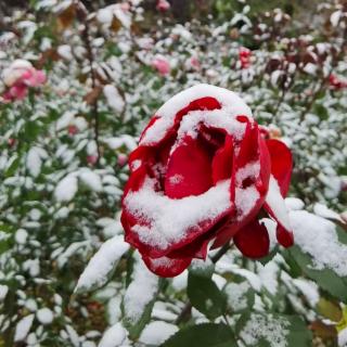 冬日的雪，是上帝写给人间的诗