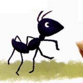 蚂蚁🐜和麦粒