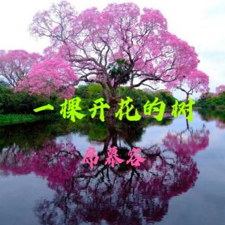 《一棵开花的树》席慕容