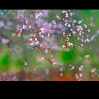 那年杏花微雨