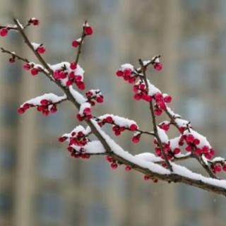 《七绝•年初北国飞大雪》文 浩洋