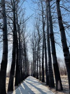 冬季，玉龙雪山，教子，沉默