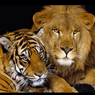 十万个为什么|狮子与老虎谁是兽中之王