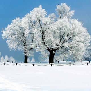 《第一场雪》（节选）作者：峻青