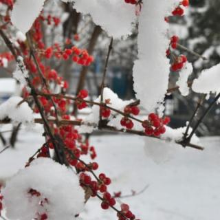 （雪）文/月下草