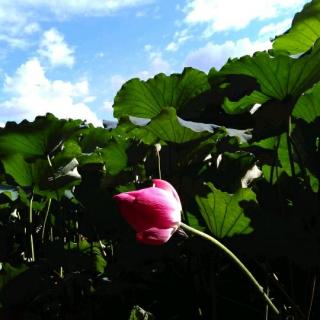 芒果街上上的小屋