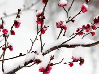 《雪花的快乐》徐志摩