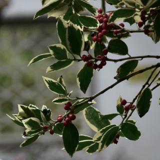 余光中《听听那冷雨》