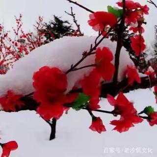 《洛阳冬雪》