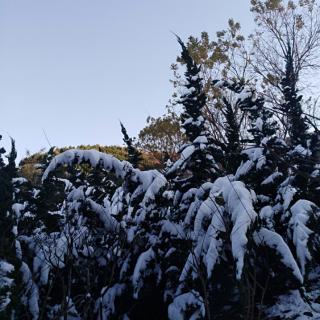 苦丁茶《一支素笔勾勒雪中情怀》