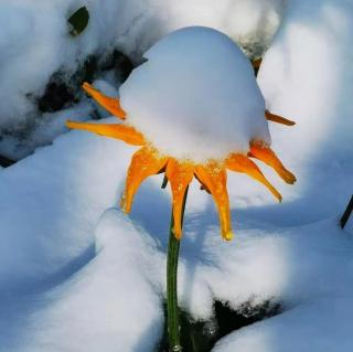 巴黎诵读《那年那场雪》