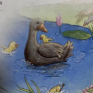 小鸭子学游泳🏊‍♀️