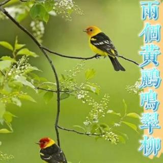 绝句  唐杜甫  度曲戴学忱  吟诵风云