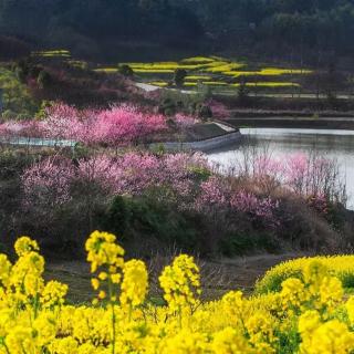 《春之序曲》作者：代云（翔）诵读孙建勋（小山后人）