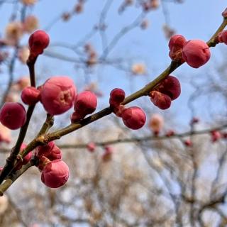 《听雨（节选）》季羡林