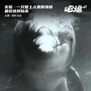 06·一只爱上人类的海豚最终选择自杀