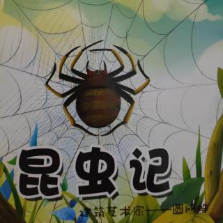 昆虫记——建筑艺术家——圆网蛛