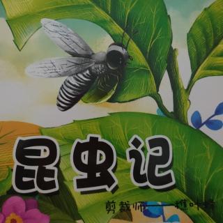 昆虫记——剪裁师——樵叶蜂