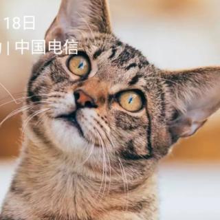 〔故事128〕园长妈妈晚安故事《小猫戴眼镜》